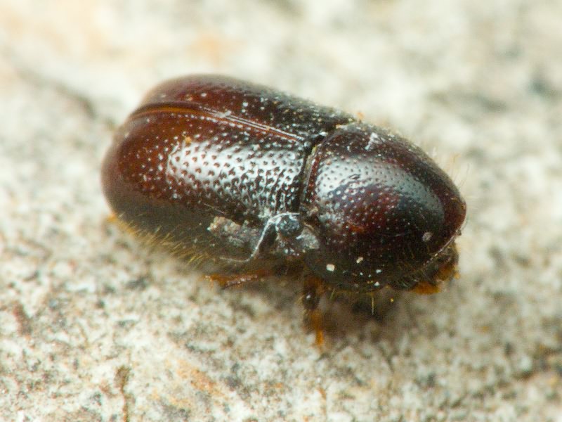 Xylographus bostrichoides (Dufour, 1843)